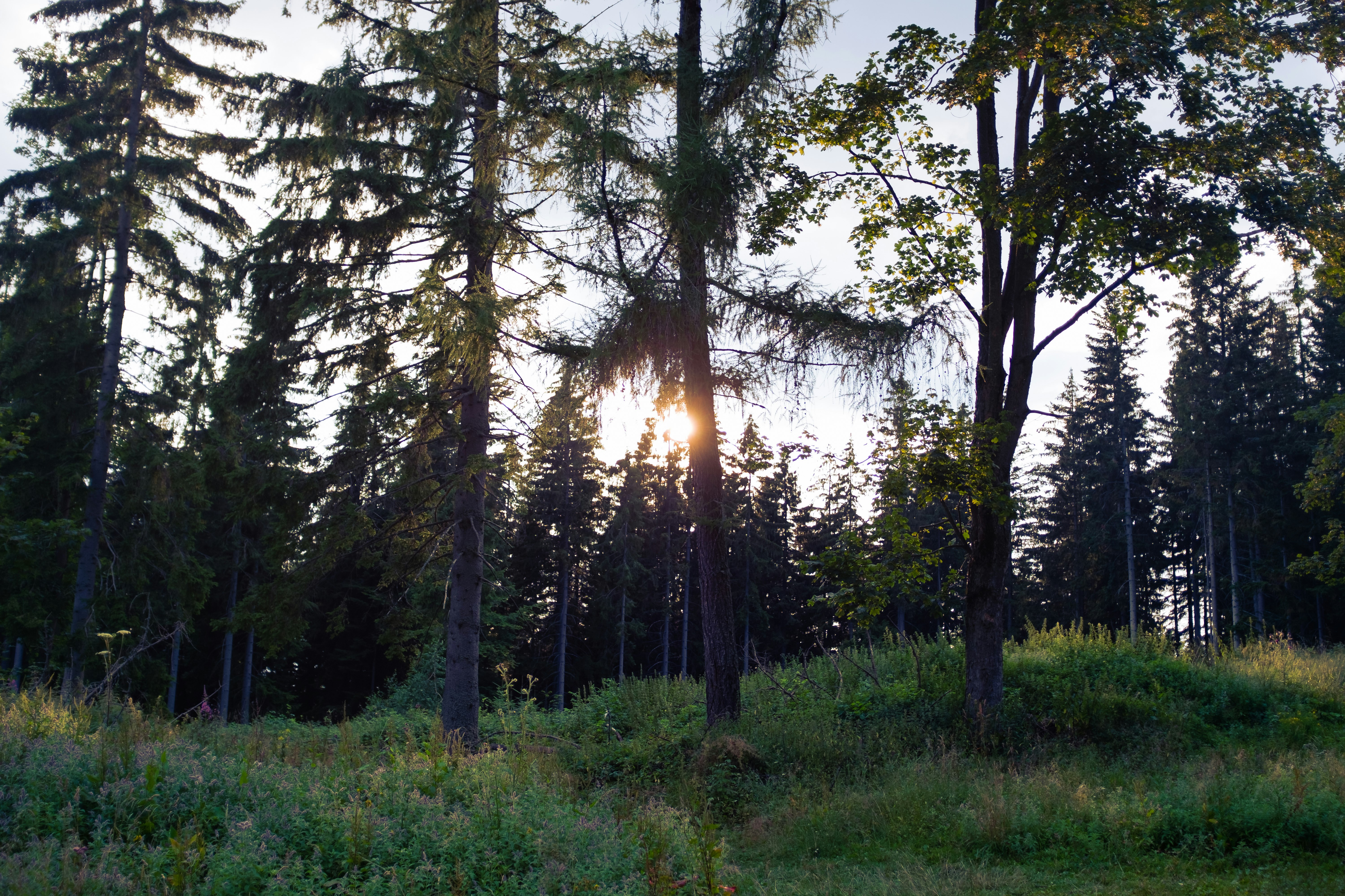 green grass field and trees during daytime